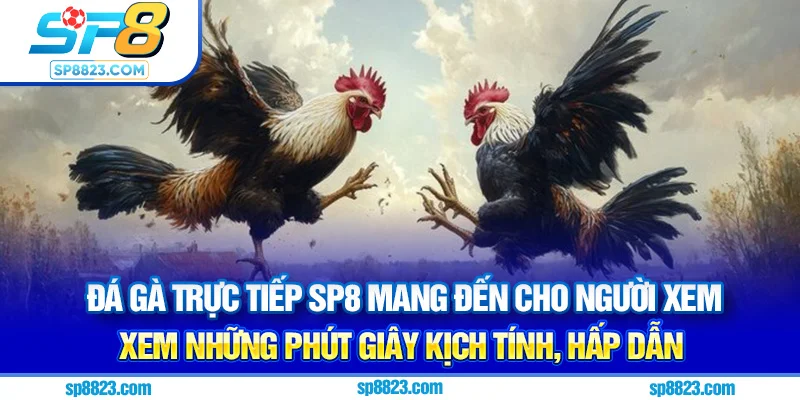 Đá gà trực tiếp Sp8 mang đến cho người xem những phút giây kịch tính, hấp dẫn