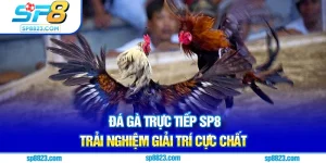 đá gà trực tiếp sp8