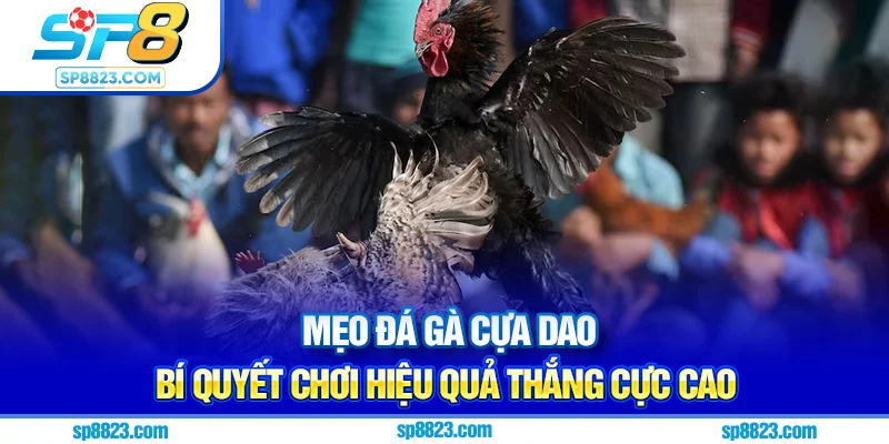 mẹo đá gà cựa dao