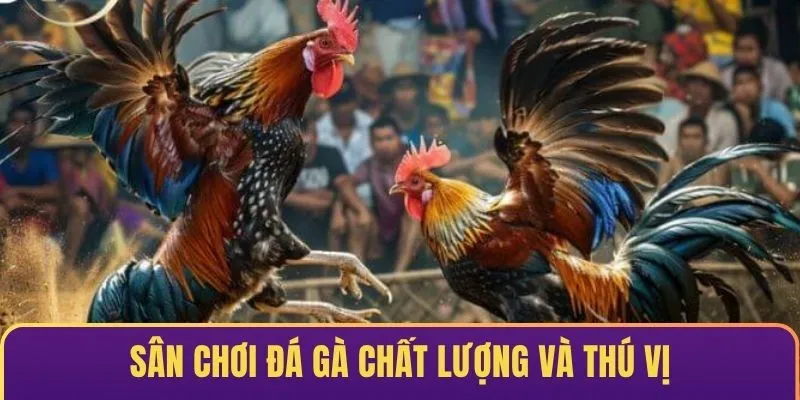 Sân chơi đá gà Sp8 chất lượng và thú vị