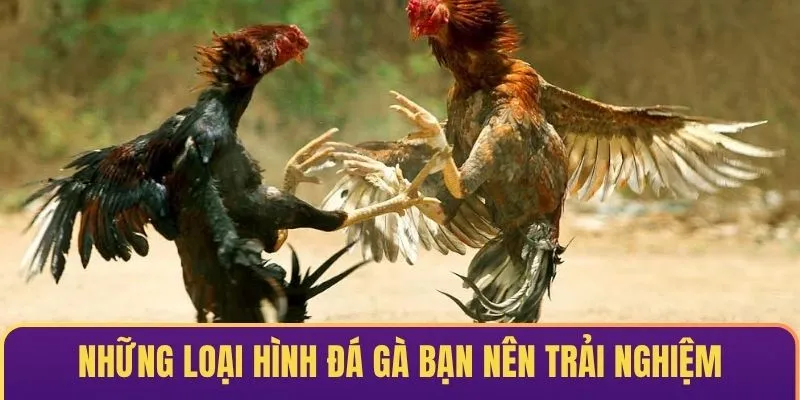 Những loại hình đá gà Sp8 hấp dẫn bạn nên trải nghiệm