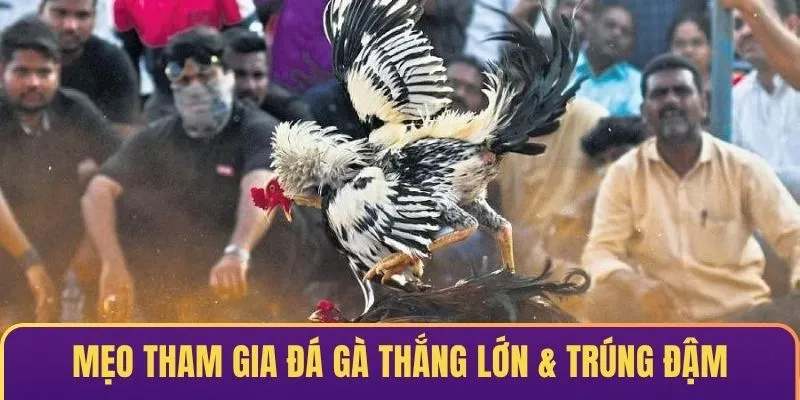 Mẹo tham gia đá gà thắng lớn & trúng đậm