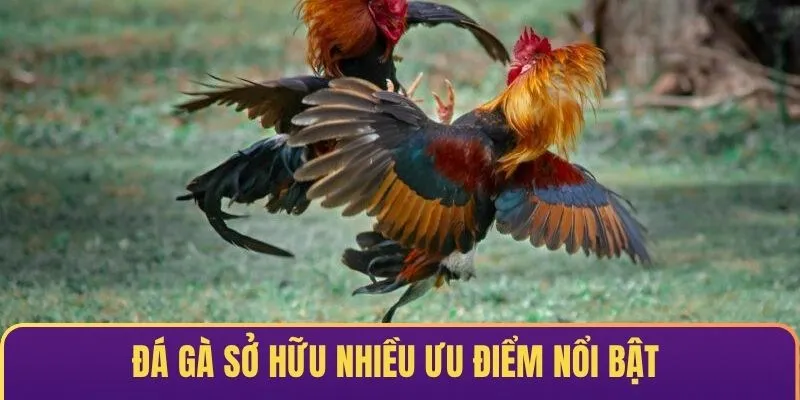 Đá gà tại Sp8 sở hữu nhiều ưu điểm nổi bật thu hút khách hàng