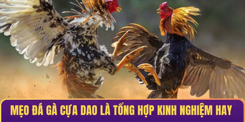 Mẹo đá gà cựa dao là tổng hợp kinh nghiệm hay thắng lớn