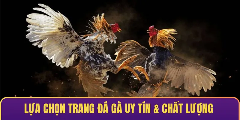 Lựa chọn trang đá gà uy tín & chất lượng như Sp8