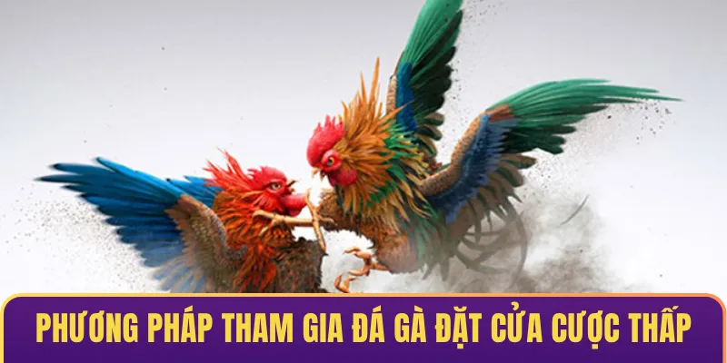 Phương pháp tham gia đá gà đặt cửa cược thấp